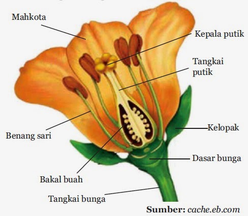 Jelaskan Proses Perkembangbiakan Secara Kawin Generatif 