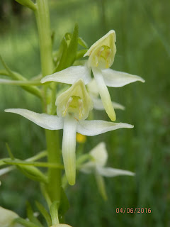 Platanthera chlorantha (platantera de muntanya). Fotografia d'Elena Sauleda.