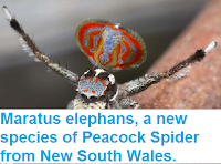 http://sciencythoughts.blogspot.co.uk/2015/04/maratus-elephans-new-species-of-peacock.html