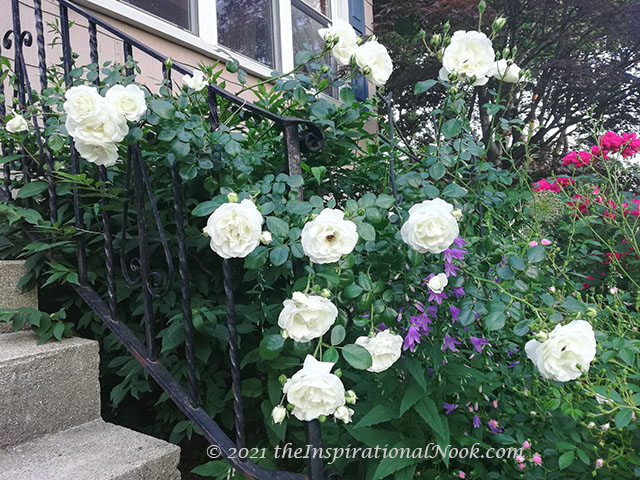 White Dawn roses, Climbing white roses