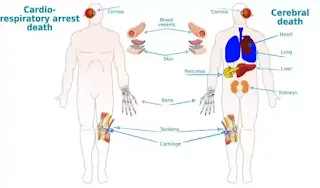 donate organs in india - भारत में अंगों का दान करें?