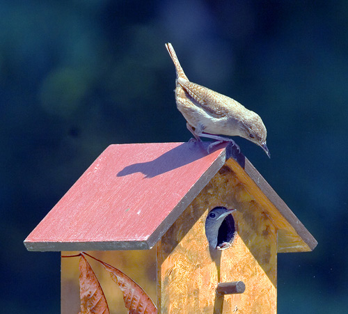 House Wren Birdhouse
