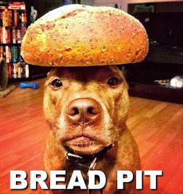 30 Funny animal captions - part 18 (30 pics), funny dog meme, bread pit