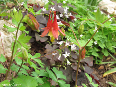 Annieinaustin,columbine with oxalis