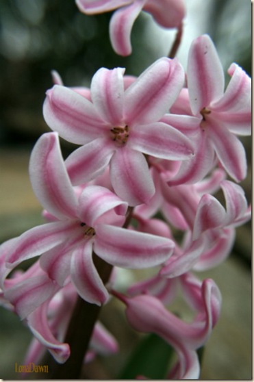 Hyacinth_Strip_Macro