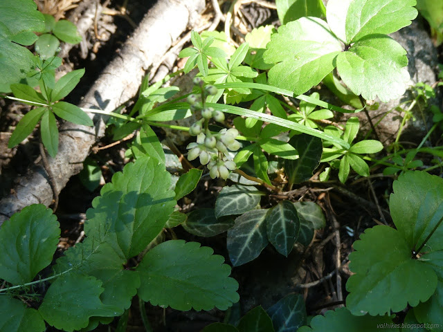 10: dangling flowers