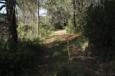 ARBRES SINGULARS A L'ALBÀ-AIGUAMÚRCIA-ALT CAMP, camí de la Vilella al Bosc de Cal Cortada