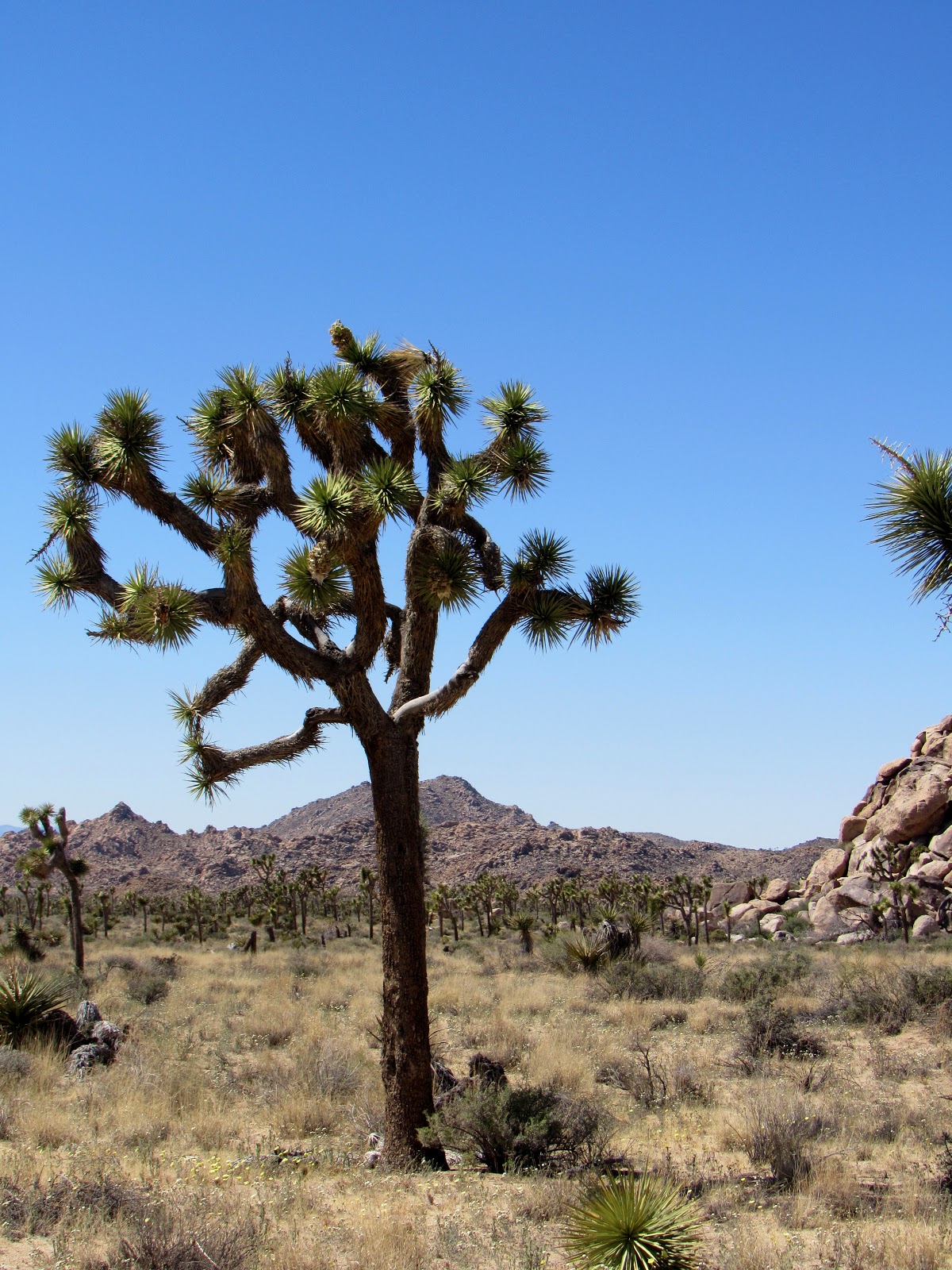 Joshua Tree Woodlands A Tale Of Sloths Moths And The Trees That Need Them