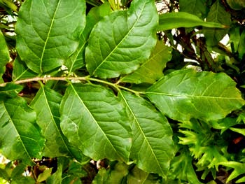 Leaves Bunchosia armeniaca - Peanut butter fruit