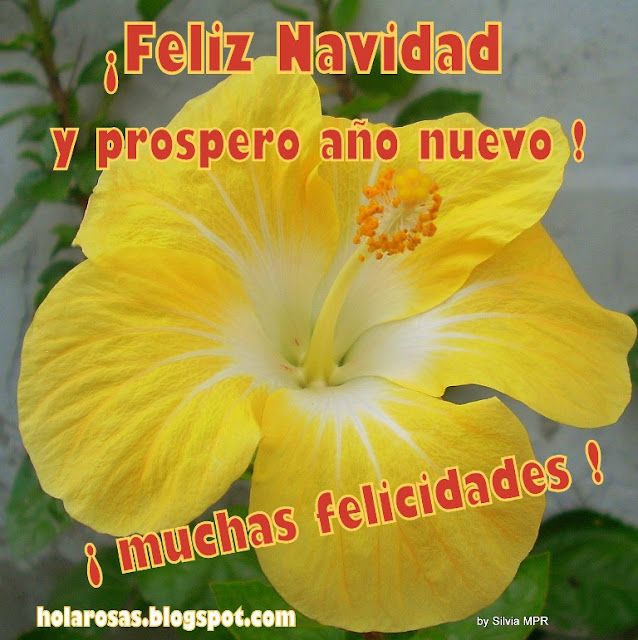 postales de flores de hibizcos amarillos con saludos navideños 02462012.jpg 