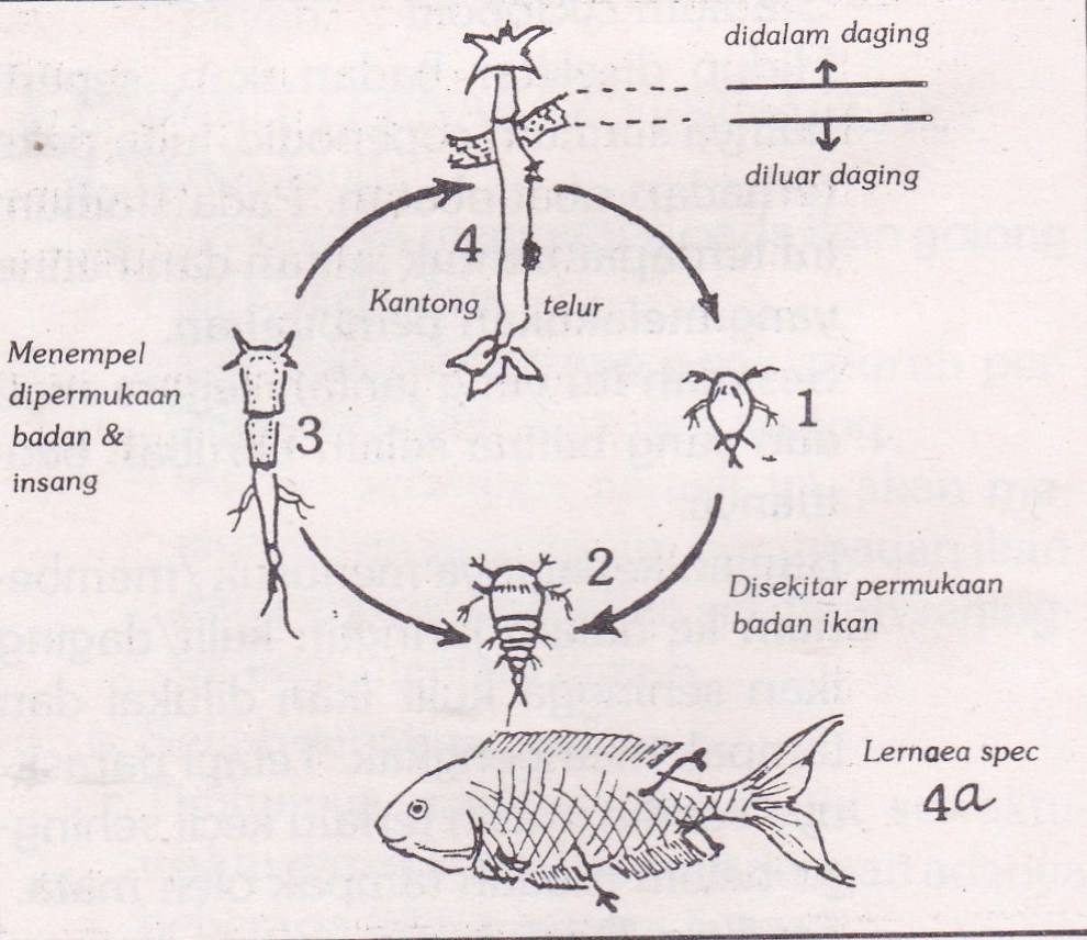 PENYAKIT PADA IKAN  pemuda tani