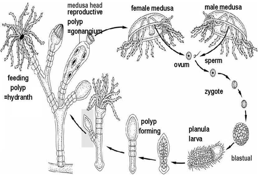  Cnidaria  Ciri Ciri Klasifikasi dan Peran Cnidaria 