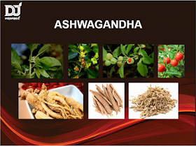 Ashwagandha means “the smell of a horse,”