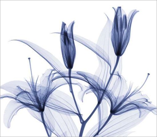 thumbs_thumbs_flowers-015