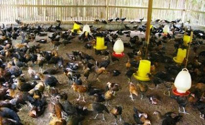  Pencegahan dan pengendalian penyakit yaitu faktor yang perlu diperhatikan oleh peternak Vaksinasi dan Pengobatan pada Ternak Ayam (Bisnis)