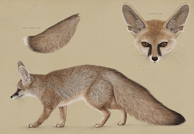 Blanford's fox