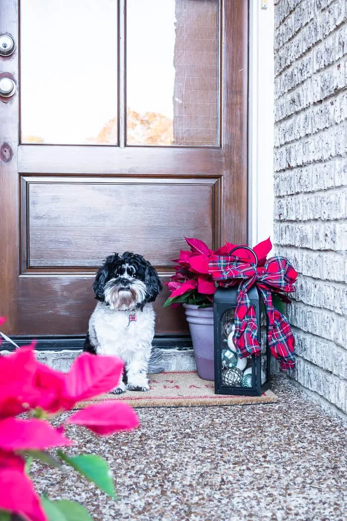 sweet pup next to poinsettia and lantern at front door
