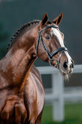 Hermosa imagen de caballo marron