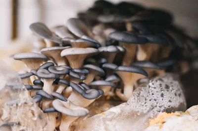 Mushroom for alleviating malnutrition