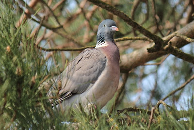 Houtdo - Houtduif - Columba palumbus