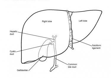 Labelled diagram of liver | Liver images | Human liver diagram