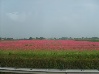 fields of tulips