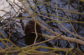 water vole on the river bank Norfolk
