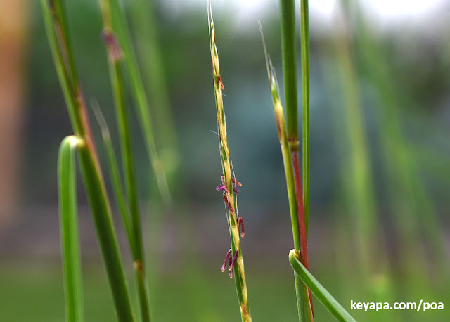 Schizachyrium scoparium - Little Bluestem