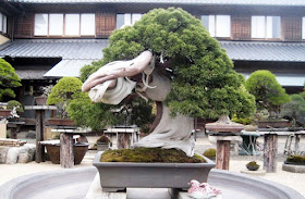 Shunkaen Tokyo - 800 years old bonsai at Shunkaen nursery Tokyo