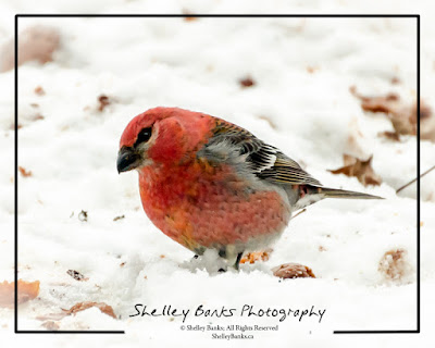 Pine Grosbeak. © Copyright Shelley Banks, all rights reserved. 