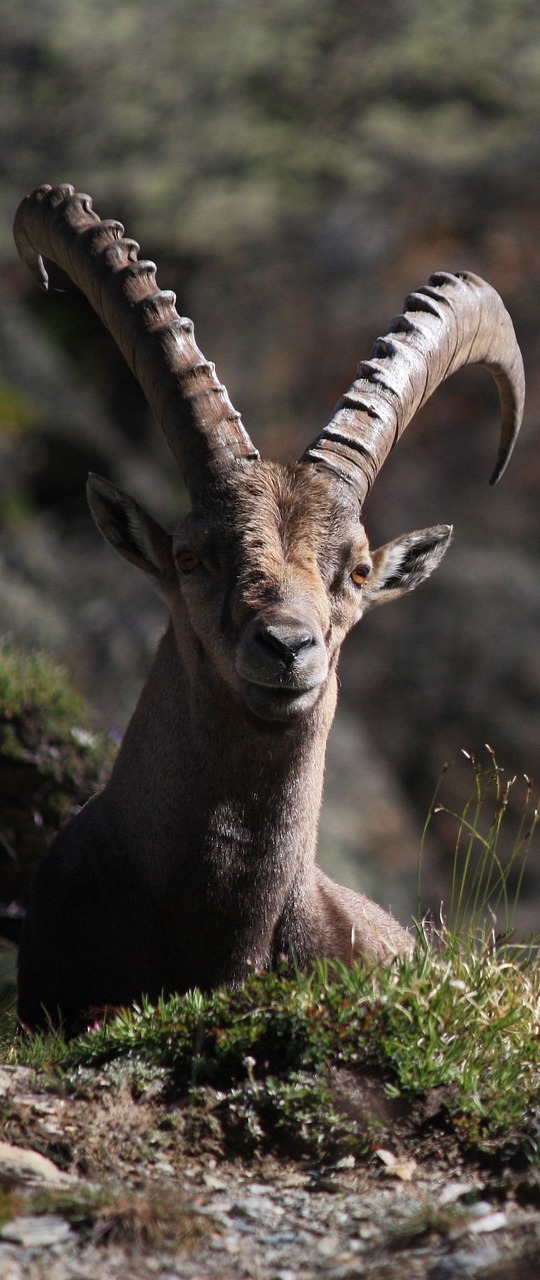 Picture of a ibex.