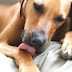 Hot Spot (veterinary Medicine) - Hotspot Dog