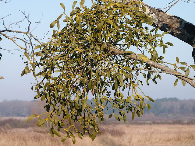 European Mistletoe Viscum album, Indre, France. Photo by Loire Valley Time Travel.