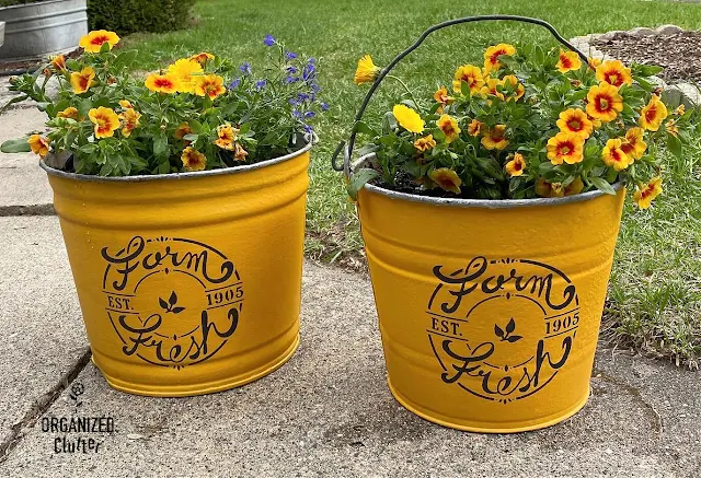 Photo of two mustard painted galvanized bucket planters stenciled with a Farmhouse Dollar Tree stencil.