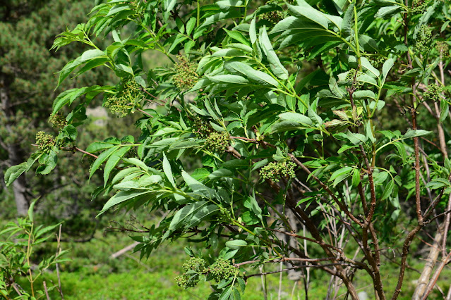 Sambucus racemosa