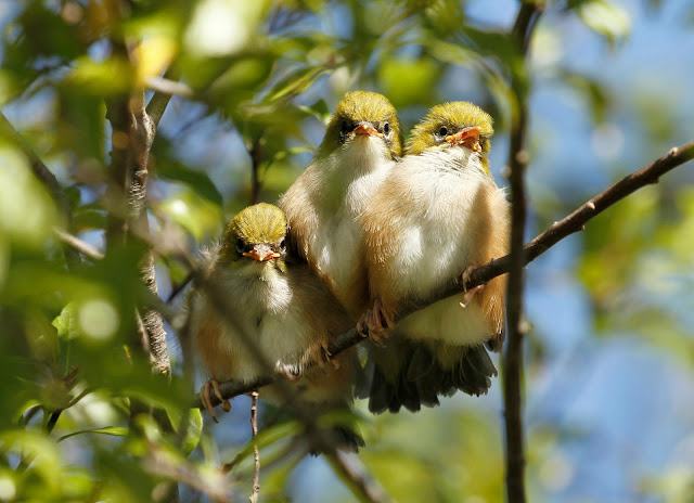 All three juveniles looking straight at the camera