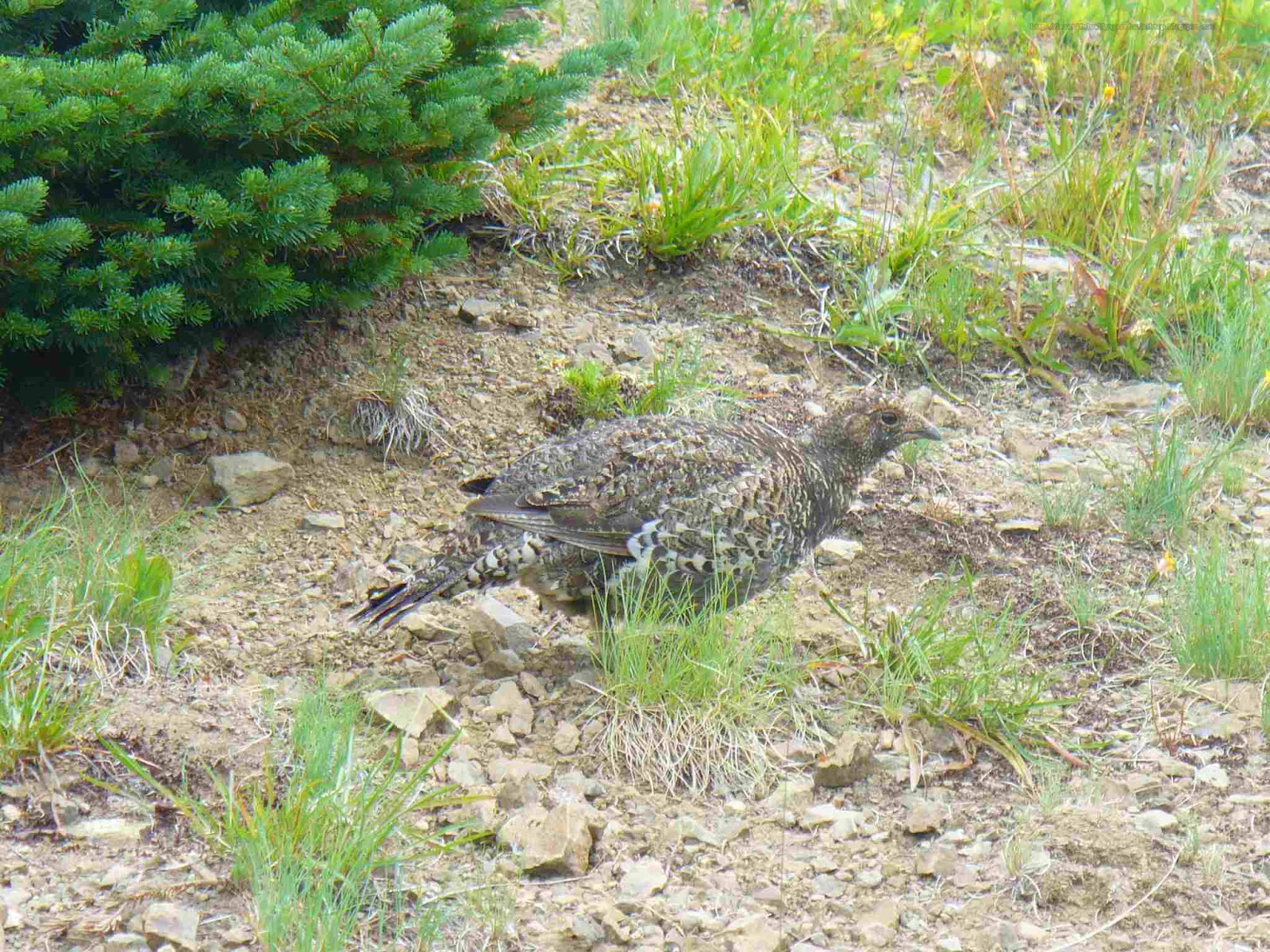 http://beautifulwallpapersfordesktop.blogspot.com/2014/01/blue-grouse-wallpapers-hd.html