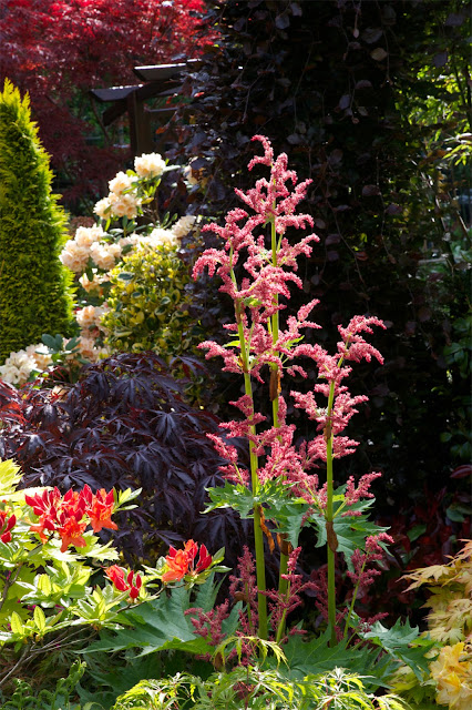 Flowers Rheum palmatum 'Tanguticum'