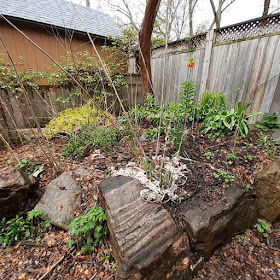 Toronto Riverdale Back Garden Spring Cleanup Before by Paul Jung--a Toronto Organic Gardener