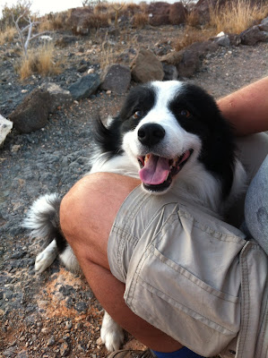 Border Collie
