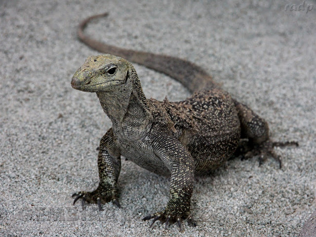 Hukum Makan Daging Biawak