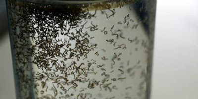 Resultado de imagem para Tabira, criança morre vitima do mosquito da dengue