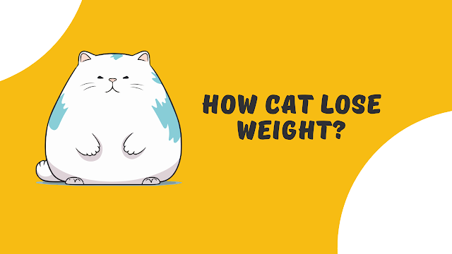 how cat lose weight