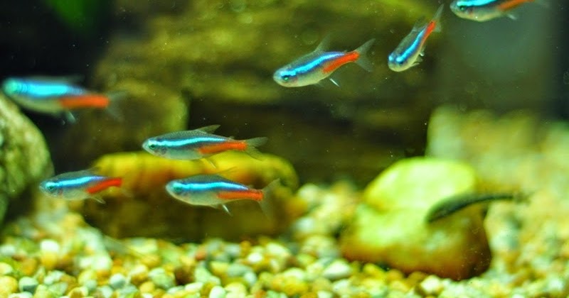 budidaya ikan neon tetra