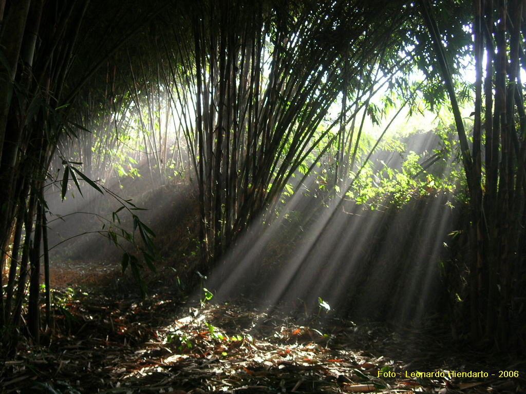 35 Gambar Pemandangan Desa Di Pagi Hari