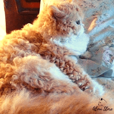 Selkirk Rex Cat