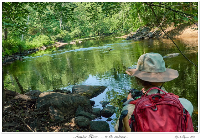 Assabet River: ... in the embrace...