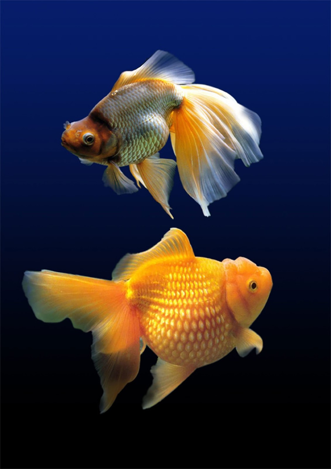 8 Jenis Ikan  Hias Air Tawar Yang Cocok Di Aquarium No 3 