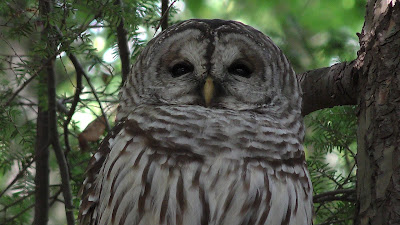 An Adult Barred Owl in the Mt Tom Forest