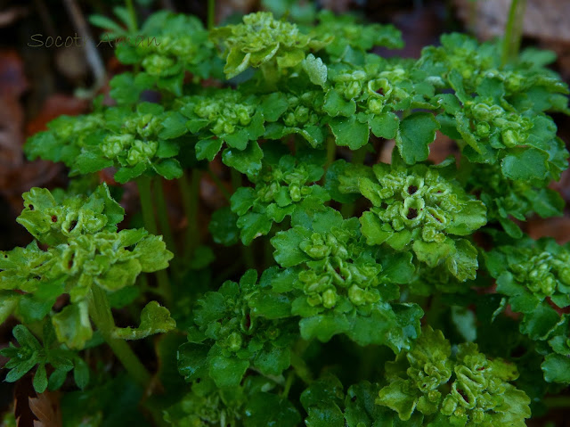 Chrysosplenium japonicum